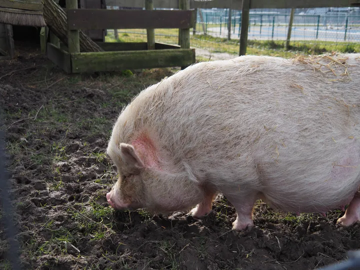 Lens Polder Petting zoo in Newport (Belgium)